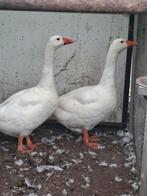 Koppel ganzen, Dieren en Toebehoren, Pluimvee, Meerdere dieren, Gans of Zwaan