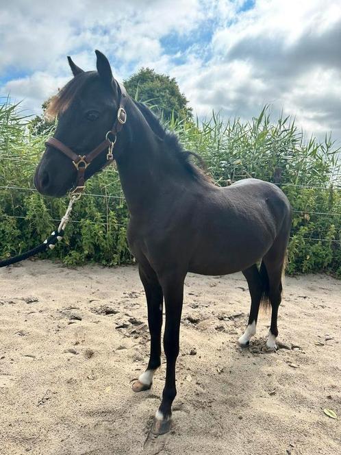 Prachtige zwarte ASPC jaarling en hengstveulens, Dieren en Toebehoren, Pony's, Hengst, Niet van toepassing, A pony (tot 1.17m)