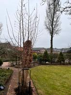 Grote hazelaar te koop, Tuin en Terras, Overige soorten, 250 tot 400 cm, Zomer, Ophalen