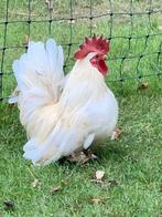 Raszuiver wit Chabo haantje nu net iets meer  jaar oud, Dieren en Toebehoren, Pluimvee, Mannelijk, Kip