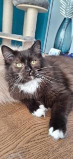 Ragdoll Herplaatser, met stamboom, Dieren en Toebehoren, Katten en Kittens | Raskatten | Langhaar, Kater, Gechipt, 0 tot 2 jaar