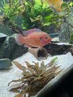 Rode acara man te koop, Vis