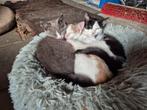 Boerderij kittens, Dieren en Toebehoren, Katten en Kittens | Overige Katten, Meerdere dieren, Kortharig, 0 tot 2 jaar