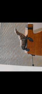 Lemsteraak, Ophalen, Gebruikt, Staal, Diesel