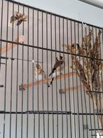 Major putters, Dieren en Toebehoren, Vogels | Overige Vogels, Meerdere dieren, Wildzangvogel, Geringd