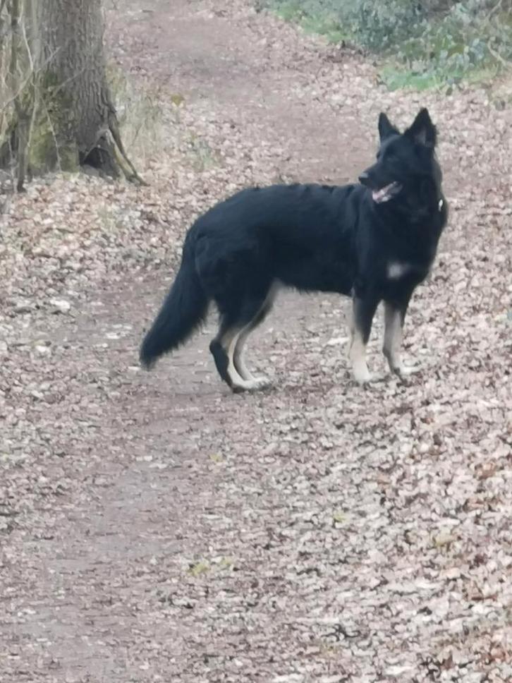 zwarte duitseherder pups, Dieren en Toebehoren, Honden | Herdershonden en Veedrijvers, Meerdere dieren, Herder, Particulier, Meerdere