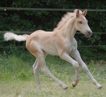 Haflinger hengst veulen (Wulkan x Starfire)  beschikbaar voor biedingen