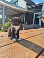 Kitten 4 maand oud kater, Dieren en Toebehoren, Katten en Kittens | Overige Katten, Poes
