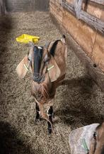 Nubische bruine bok te koop, Dieren en Toebehoren, Schapen, Geiten en Varkens, Mannelijk, Geit