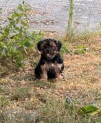 Mooie boomer pups kruizing shih tzu /maltezer, Dieren en Toebehoren, Maltezer, Rabiës (hondsdolheid), 8 tot 15 weken, Meerdere