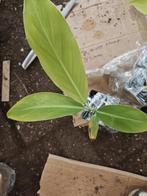 Musa itinerans var. xishuangbannaensis, Overige soorten, Volle zon, Vaste plant, Ophalen of Verzenden