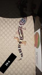 Luipaardgekko jonkies, Dieren en Toebehoren, Reptielen en Amfibieën, Hagedis, 0 tot 2 jaar