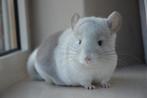 chinchilla wit violet bokje, Dieren en Toebehoren, Knaagdieren, September, Mannelijk, Chinchilla
