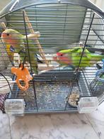 Papagai, Dieren en Toebehoren, Vogels | Parkieten en Papegaaien, Parkiet, Geringd