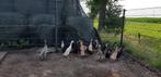 Loopeenden , eenden, fles eenden., Meerdere dieren, Eend