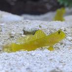 Yellow Watchman Goby, Vis