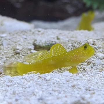 Yellow Watchman Goby beschikbaar voor biedingen