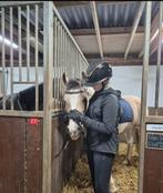 Verzorgpony/paard gezocht verzorger aangeboden, Ophalen of Verzenden