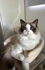 Ragdoll Bicolour seal point Dekkater met stamboom!, Dieren en Toebehoren, Katten en Kittens | Dekkaters, 0 tot 2 jaar