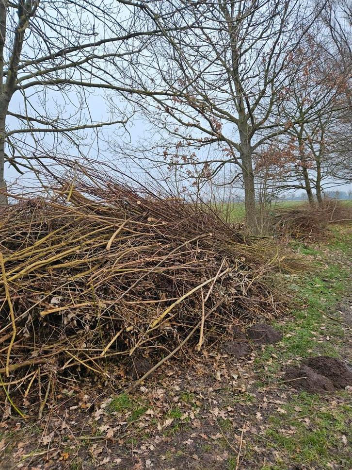Verse wilgentakken (zelf ophalen in Wilsum bij Zwolle), Tuin en Terras, Haardhout, Takken, Overige houtsoorten, 6 m³ of meer, Ophalen of Verzenden