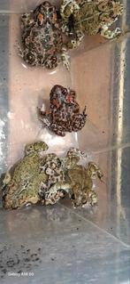 Groene padden nakweek 2025, Dieren en Toebehoren, Reptielen en Amfibieën, Amfibie, 0 tot 2 jaar