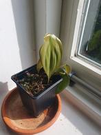 Philodendron "Burle Marx Fantasy" plant, Huis en Inrichting, Kamerplanten, Ophalen, Halfschaduw, Minder dan 100 cm