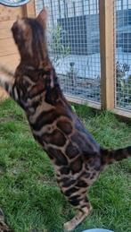 Bengaal dekkater €275