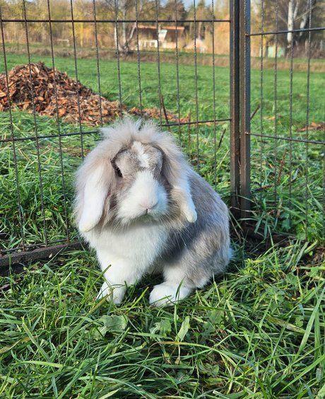 Sepia zoekt een huisje! (Gecastreerd en Gevaccineerd), Dieren en Toebehoren, Konijnen, Klein, Mannelijk, 3 tot 5 jaar, Hangoor