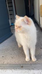 Perzische Poes, Dieren en Toebehoren, Poes
