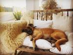 Lief baasje gezocht voor Lola - Rescue hond uit Ibiza, 6 jaar of ouder, Particulier, Rabiës (hondsdolheid), Buitenland