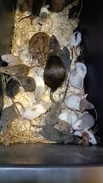 Hele mooie diverse Rex rittens!, Dieren en Toebehoren, Knaagdieren, Augustus, Meerdere dieren, Rat