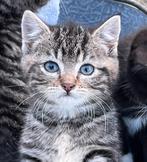 Kittens zoeken goed huis, Meerdere dieren, Kortharig, 0 tot 2 jaar