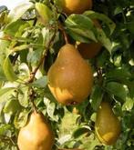 Stoofperen "winterriet" en "Brederode ", Ophalen