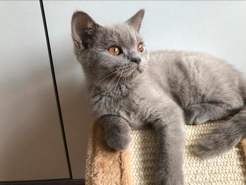 Britse Brits korthaar kitten, Dieren en Toebehoren, Katten en Kittens | Raskatten | Korthaar, Kater, 0 tot 2 jaar, Ontwormd, Ingeënt