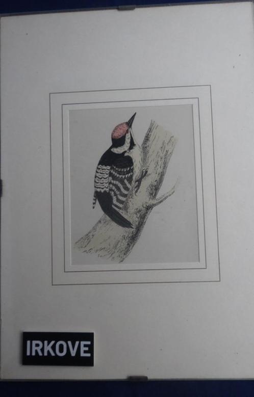 PRACHT ETS VAN EEN SPECHT * In Lijst *, Antiek en Kunst, Kunst | Etsen en Gravures, Verzenden
