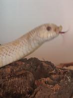 heterodon nasicus, Dieren en Toebehoren, Reptielen en Amfibieën, Slang, 3 tot 6 jaar