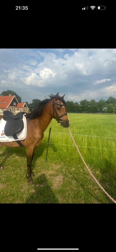 Toekomstige kinderpony, 4 jarige merrie!, Dieren en Toebehoren, Pony's, Merrie, C pony (1.27m tot 1.37m), Recreatiepony, 3 tot 6 jaar