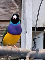 goulds, Dieren en Toebehoren, Vogels | Overige Vogels, Mannelijk, Tropenvogel