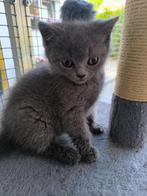 Britse Korthaar kittens, Poes, Ontwormd, 0 tot 2 jaar
