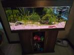Jewel Rio 180 met onderstel en axolotl, Dieren en Toebehoren, Vissen | Aquaria en Toebehoren, Ophalen, Gebruikt, Gevuld zoetwateraquarium