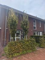 2 mooie zuilbeuken
