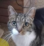 Lieve trouwe kleine oude poes, Dieren en Toebehoren, Poes