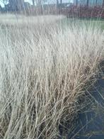 pennisetum miscanthus siergrassen, Tuin en Terras, Planten | Tuinplanten, Vaste plant, Siergrassen, Lente, Ophalen