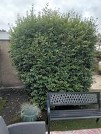 Gratis, Tuin en Terras, Planten | Bomen, Ophalen, Volle zon, Overige soorten