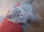 100% britse korthaar, Dieren en Toebehoren, Katten en Kittens | Raskatten | Korthaar, Meerdere dieren, Ontwormd, 0 tot 2 jaar