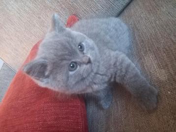 100% britse korthaar  beschikbaar voor biedingen