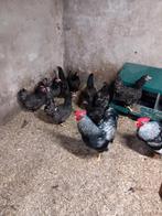 Barnevelder zilvergezoomd kippen
