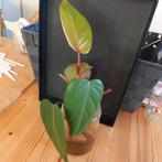philodendron imperial green stek nr 84, Huis en Inrichting, Kamerplanten, Ophalen of Verzenden, Halfschaduw, Minder dan 100 cm