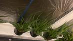 Aloëvera stekjes, Tuin en Terras, Vaste plant, Halfschaduw, Zomer, Ophalen