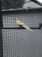 Rosella's Strogele Lutino en Pennant, Dieren en Toebehoren, Meerdere dieren, Parkiet, Geringd